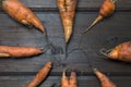 Ugly carrots just plucked in the garden arranged in a circle on a wooden dark background. organic food concept