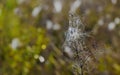 Ugly cobweb with dew at top of dry grass Royalty Free Stock Photo