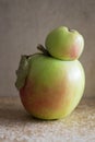 Ugly conjoined Siamese two apples.Funny, unnormal fruit or food waste concept. Royalty Free Stock Photo