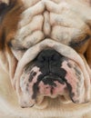 Ugly dog Royalty Free Stock Photo