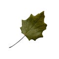 Ugly dry autumn dark green curved leaf close-up