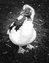 Ugly duck black and white Royalty Free Stock Photo