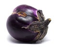 Ugly eggplant Isolated with clipping path on a white background. Fresh eggplant close-up Royalty Free Stock Photo