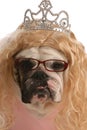 Ugly female dog Royalty Free Stock Photo