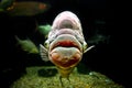 Ugly fish Royalty Free Stock Photo