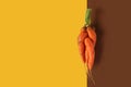 Ugly food banner with copy space. Mutant carrot on double background. Vibrant yellow, brown color. Eco farm harvest, autumn