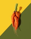 Ugly food concept. Red carrots on double diagonal background. Autumn vegetable, natural organic product, harvest. Vibrant yellow,