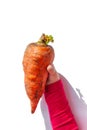 Ugly food. Deformed organic carrot in child`s hand on white background isolated. Bright juicy colors. Misshapen produce Royalty Free Stock Photo