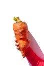 Ugly food. Deformed organic carrot in child& x27;s hand on white background isolated. Bright juicy colors. Misshapen produce Royalty Free Stock Photo