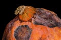 Ugly food. Spoiled rotten pumpkin with fungi lies on a black background Royalty Free Stock Photo