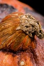 Ugly food. Spoiled rotten pumpkin with fungi lies on a black background Royalty Free Stock Photo