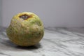 Ugly food. Ugly vegetables. Rotting green pumpkin on a gray background. Ugly pumpkin. Spoiled food. Side view Royalty Free Stock Photo