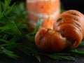 Ugly fresh carrots with green leaves. In the background is a carrot cake Royalty Free Stock Photo
