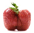 Ugly fresh organic heirloom strawberry isolated Royalty Free Stock Photo