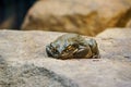 An ugly frog on a stone