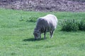 wooly sheep Royalty Free Stock Photo