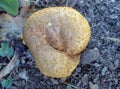 An ugly glob of slime mold growth.