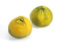 Ugly Grapefruit, citrus xtangelo, Fruits against White Background