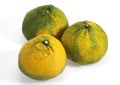 Ugly Grapefruit, citrus xtangelo, Fruits against White Background