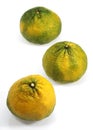 Ugly Grapefruit, citrus xtangelo, Fruits against White Background