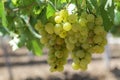 Ugly grapes on the vine suitable for the production of white wine or juice. Sunny day. Closeup Royalty Free Stock Photo