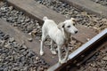 Ugly grey dog on the train road