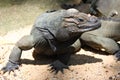 An Ugly Iguana Royalty Free Stock Photo