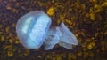 Ugly jellyfish. Close-up of the tentacles. Floating in the thickness Rhizostoma pulmo, commonly known as the barrel jellyfish,