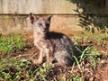 Ugly kitten alone sunbathing Royalty Free Stock Photo