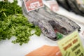 Ugly looking Fresh Hake fish with sharp teeth on ice with parsley, salmon and price labels on a market stall in England, United K