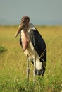 An ugly Marabou Stork