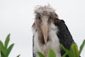 Ugly Maribu Stork Chick Royalty Free Stock Photo