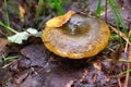 Ugly Milk-cap or Lactarius turpis mushroom in the autumn forest