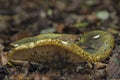 The Ugly Milkcap Lactarius turpis is a poisonous mushroom