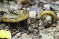 The Ugly Milkcap Lactarius turpis is a poisonous mushroom