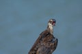 Ugly, molting grackle squawks as it is perched on fence