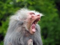 An ugly old baboon