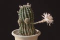 Ugly Old Comical Cactus with One Large Flower Waving Goodbye