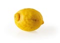 Ugly organic bio lemon isolated on white background. Misshapen citrus close-up. Trendy ugly fruits and vegetables concept. Misfit