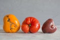 Ugly organic colorful tomatoes. Concept organic vegetables