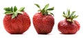 Ugly organic home grown strawberries isolated Royalty Free Stock Photo