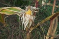 Ugly overripe fodder corn in autumn
