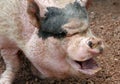 Ugly Pig Royalty Free Stock Photo
