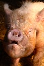 Ugly pig Royalty Free Stock Photo