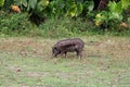 Pig in natural meadow. Wild animal in Thailand. Royalty Free Stock Photo