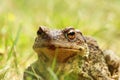 Ugly portrait of common brown toad Royalty Free Stock Photo