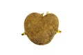 Ugly potato in the heart shape on a white background. Sprouted potato