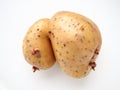 Ugly potatoes on white background. Unnormal vegetable, zero waste. Irregular shaped pratie spud. Influence of dioxins