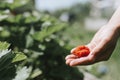Ugly ripe strawberry in a child`s hand on organic strawberry farm, people picking strawberries in summer season, harvest berries.