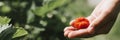 Ugly ripe strawberry in a child`s hand on organic strawberry farm, people picking strawberries in summer season, harvest berries.